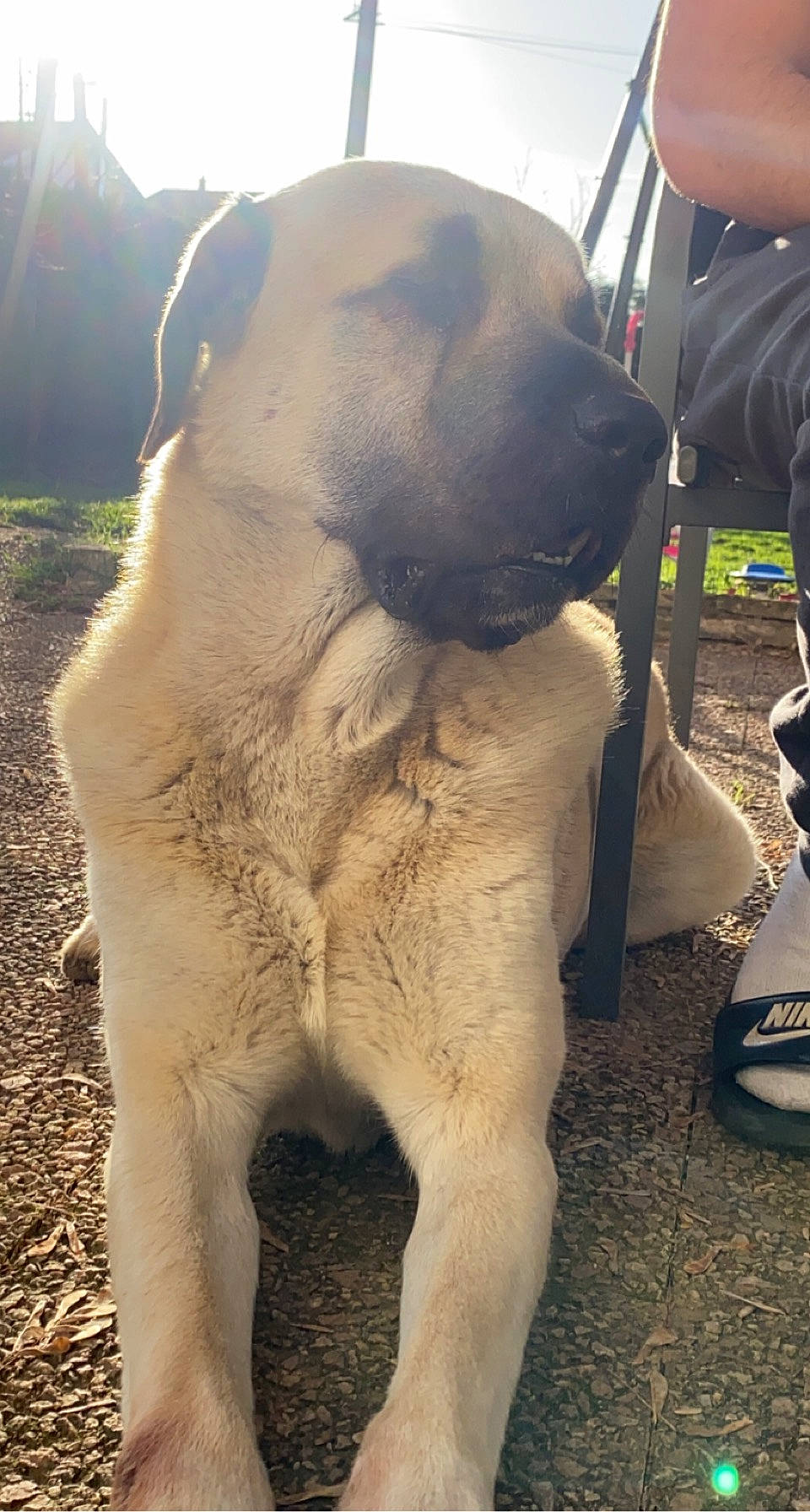 Noyan a rejoint le concours — aidez-le/la à gagner de superbes lots ! canidae, carnivore, collar, companion_dog, dog, dog_breed, dog_collar, fawn, fur, giant_dog_breed, guard_dog, hat, molosser, non_sporting_group, snout, sporting_group, terrestrial_animal, working_animal, working_dog, wrinkle