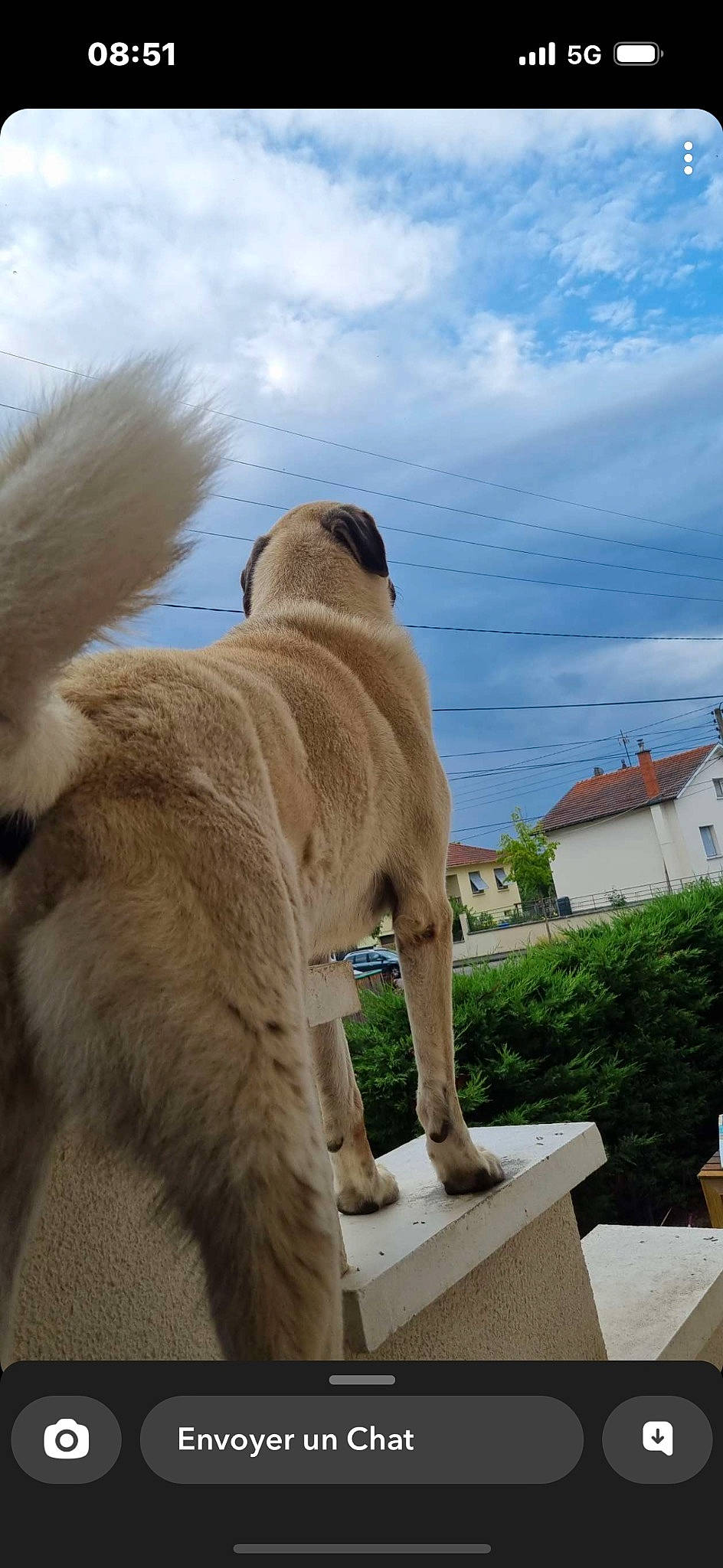 Noyan a rejoint le concours — aidez-le/la à gagner de superbes lots ! art, building, canidae, carnivore, cloud, companion_dog, dog, dog_breed, fawn, fur, house, plant, sky, snout, sporting_group, tail, terrestrial_animal, window, working_animal, wrinkle