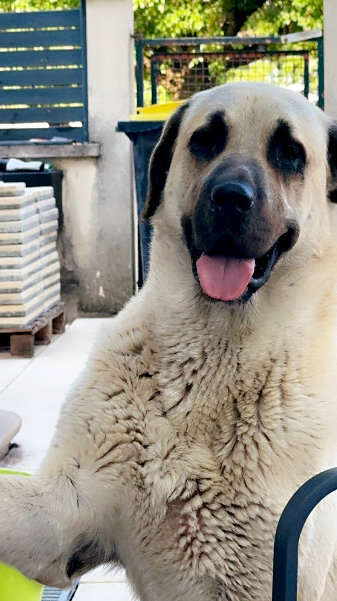 Noyan participe au concours pour gagner de l'argent avec cette photo : ancient_dog_breeds, canidae, carnivore, companion_dog, dog, dog_breed, fang, fawn, fur, guard_dog, happy, jaw, non_sporting_group, snout, sporting_group, terrestrial_animal, whiskers, wildlife, working_animal, working_dog