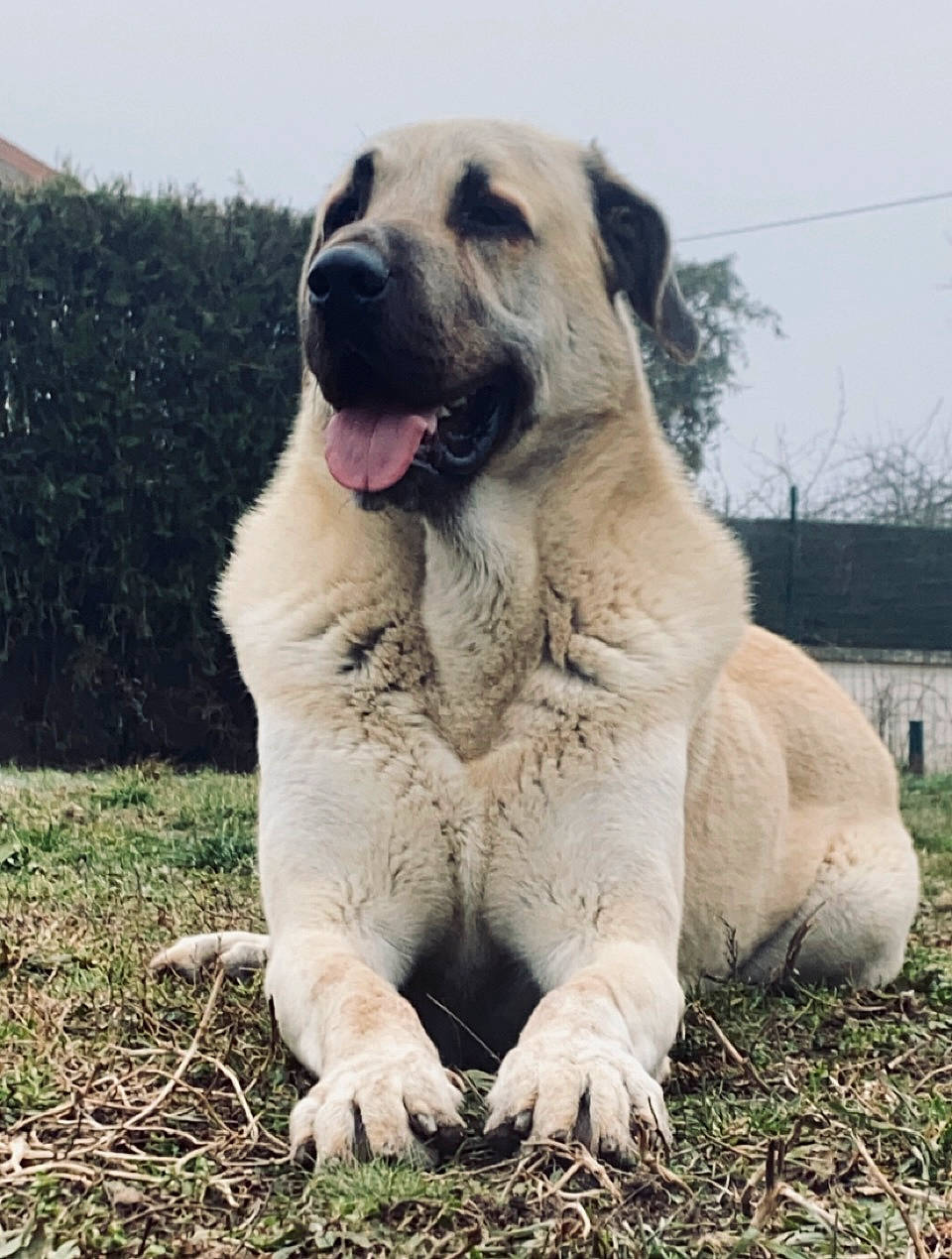 Noyan participe au concours pour gagner de l'argent avec cette photo : canidae, carnivore, companion_dog, dog, dog_breed, english_mastiff, fawn, gesture, giant_dog_breed, grass, happy, livestock_guardian_dog, plant, sky, snout, sporting_group, terrestrial_animal, tree, wildlife, working_animal