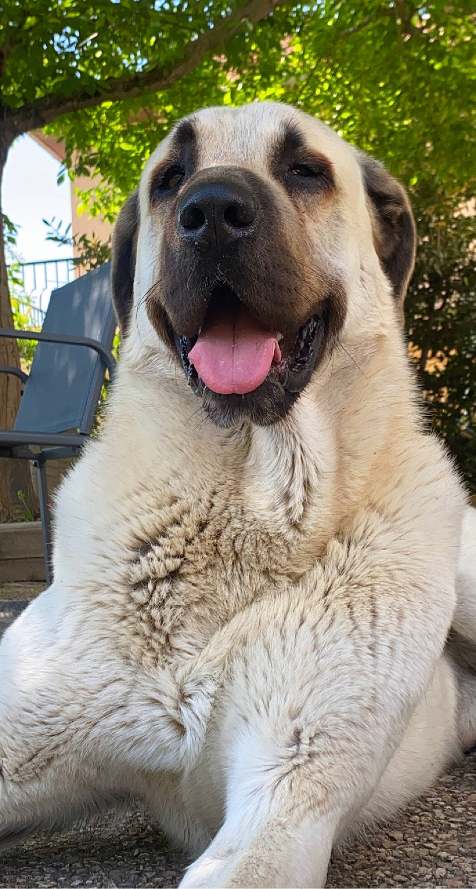 Noyan participe au concours pour gagner de l'argent avec cette photo : canidae, carnivore, collar, companion_dog, dog, dog_breed, dog_collar, fawn, fur, grass, happy, plant, snout, sporting_group, terrestrial_animal, tree, whiskers, window, working_animal, working_dog