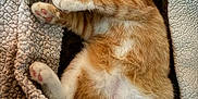 Milo participe au concours pour gagner de l'argent avec cette photo : cat, orange_cat, white_cat, sleeping, pet, feline, cozy, blanket, soft_texture, paw, fur, relaxation, indoor, cute, animal, resting, mammal, domestic_animal, peaceful, snuggling