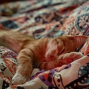 Milo a rejoint le concours — aidez-le/la à gagner de superbes lots ! cat, orange_tabby, sleeping, paw, blanket, patterned_blanket, cozy, indoor, resting, fur, pet, animal, cute, relaxed, comfort, close_up, soft, bed, nap, warm