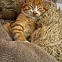 Milo a rejoint le concours — aidez-le/la à gagner de superbes lots ! cat, kitten, orange_tabby, sleeping, cozy, blanket, fluffy, pet, cute, fur, indoor, resting, relaxed, soft, comfort, animal, mammal, whiskers, nap, cute_pet