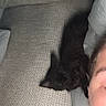 black_cat, kitten, couch, person, face, pillow, resting, sleeping, indoor, cozy, furniture, pet, animal, texture, closeup, relaxing, home, comfort, soft, nap