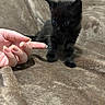 kitten, black_cat, paw, finger, hand, blanket, brown_blanket, cute, small, curious, indoor, pet, animal, feline, fur, closeup, soft_texture, young, cozy, playful