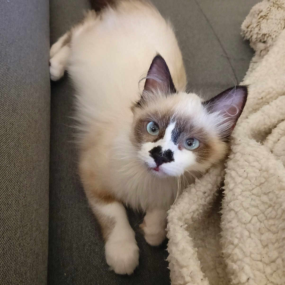 Zazou a rejoint le concours — aidez-le/la à gagner de superbes lots ! blanket, blue_eyes, brown_patches, cat, couch, cozy, curious, domestic_animal, ears, feline, fluffy, indoor, looking_up, paw, pet, relaxed, resting, soft_texture, whiskers, white_fur