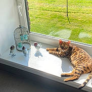 Rubens participe au concours pour gagner de l'argent avec cette photo : cat, bengal_cat, window, windowsill, sunlight, bird_figurines, birdcage, candle_holder, decor, indoor, green_grass, relaxing, pet, animal, feline, striped, spotted, laying_down, daylight, home