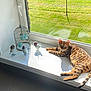 cat, bengal_cat, window, windowsill, sunlight, bird_figurines, birdcage, candle_holder, decor, indoor, green_grass, relaxing, pet, animal, feline, striped, spotted, laying_down, daylight, home