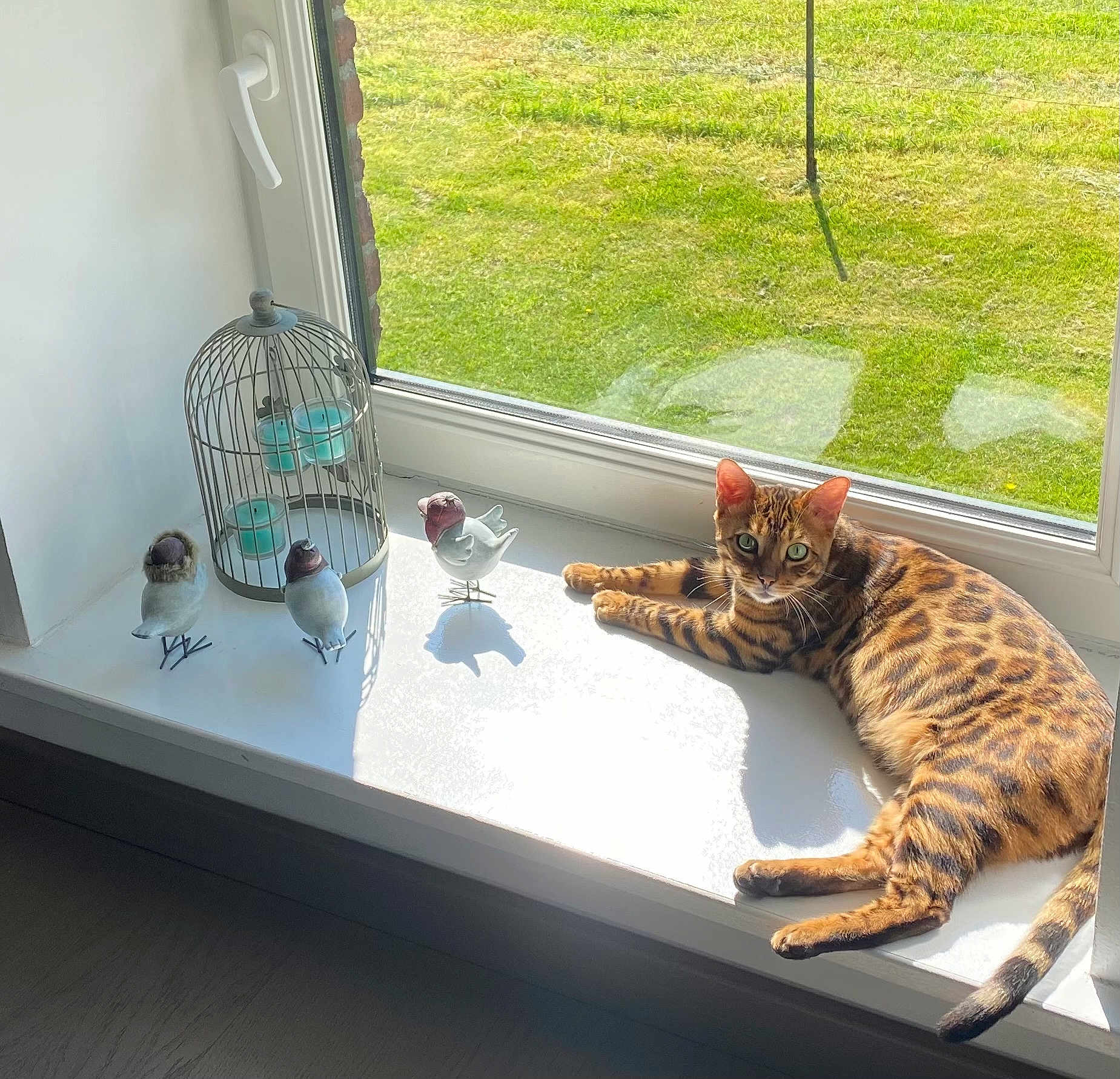 Rubens participe au concours pour gagner de l'argent avec cette photo : cat, bengal_cat, window, windowsill, sunlight, bird_figurines, birdcage, candle_holder, decor, indoor, green_grass, relaxing, pet, animal, feline, striped, spotted, laying_down, daylight, home