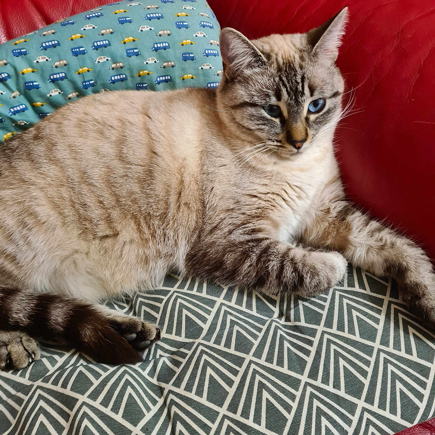 Uka participe au concours pour gagner de l'argent avec cette photo : abyssinian, animal, architecture, armchair, building, cat, chair, couch, cushion, furniture, homedecor, indoors, interiordesign, kitten, linen, livingroom, manx, pet, room, siamese