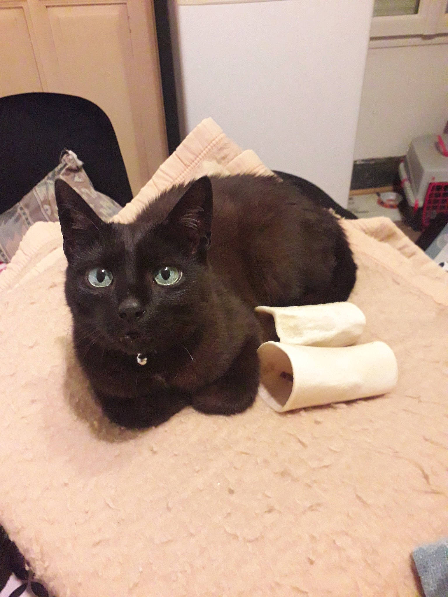 Gribouille a rejoint le concours — aidez-le/la à gagner de superbes lots ! asian, black, black_cat, bombay, burmese, carnivore, cat, domestic_short_haired_cat, felidae, kitten, korat, mammal, small_to_medium_sized_cats, vertebrate, whiskers