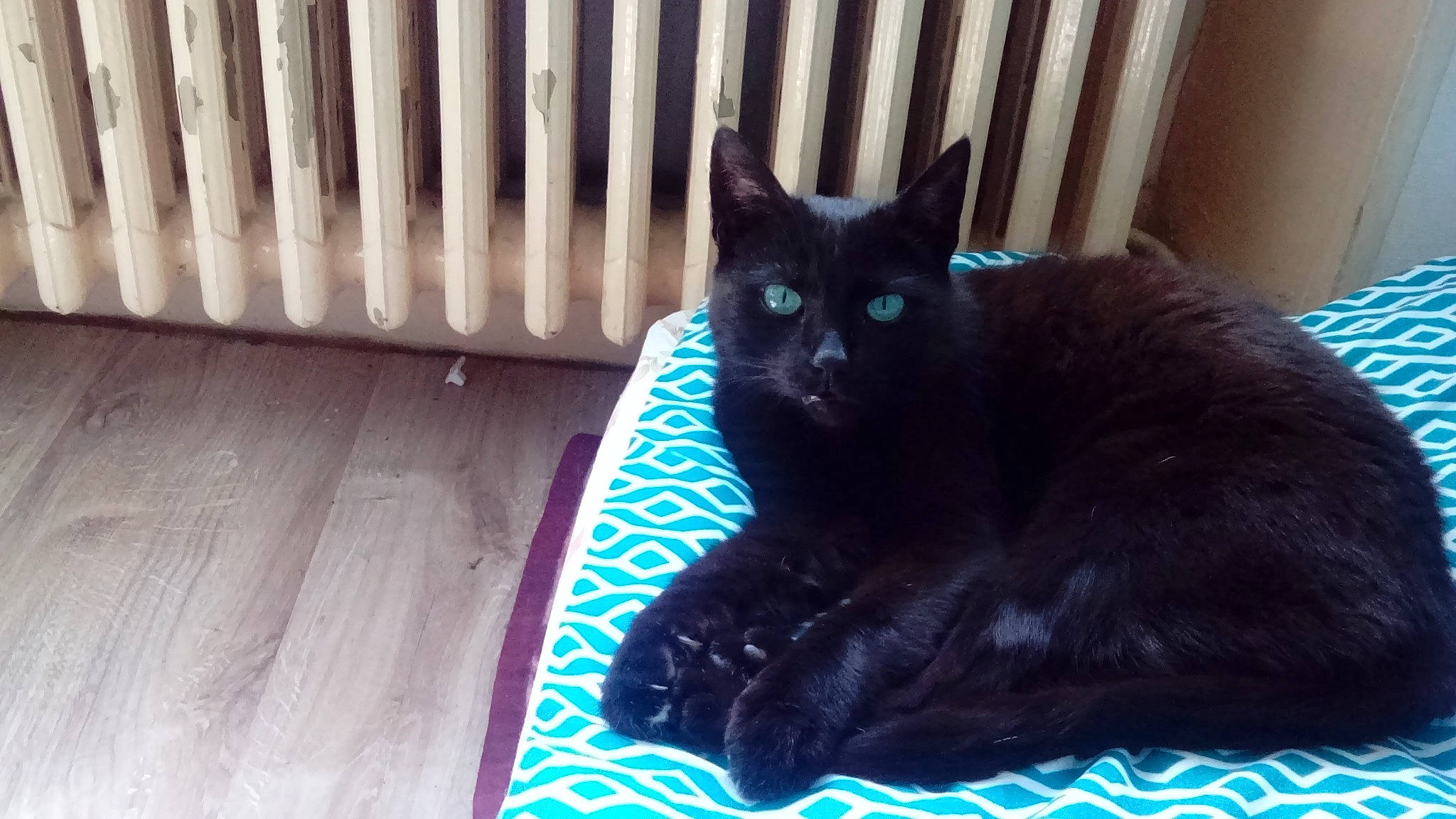 Gribouille participe au concours pour gagner de l'argent avec cette photo : asian, black, black_cat, bombay, burmese, carnivore, cat, domestic_short_haired_cat, felidae, kitten, korat, mammal, nebelung, ojos_azules, polydactyl_cat, russian_blue, small_to_medium_sized_cats, snout, vertebrate, whiskers