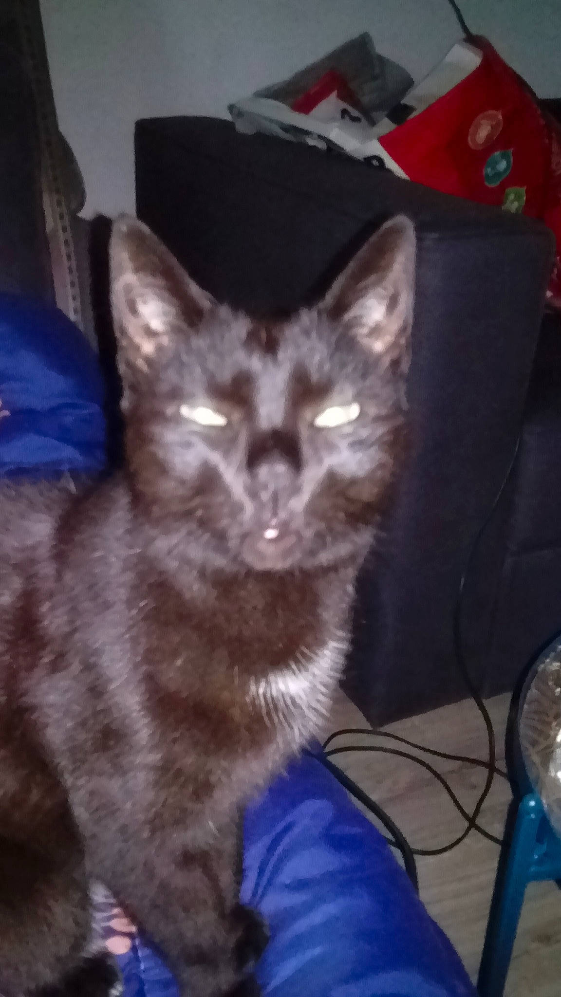 Gribouille participe au concours pour gagner de l'argent avec cette photo : asian, carnivore, cat, domestic_short_haired_cat, ear, fawn, felidae, german_rex, kitten, mammal, small_to_medium_sized_cats, tail, vertebrate, whiskers