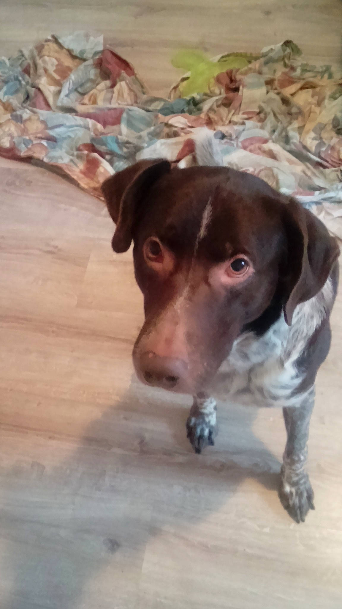 Maxou participe au concours pour gagner de l'argent avec cette photo : adventure, beagador, braque_francais, canidae, carnivore, dog, dog_breed, fawn, german_shorthaired_pointer, hunting_dog, liver, mammal, nose, old_danish_pointer, pachon_navarro, pointer, pointing_breed, snout, sporting_group