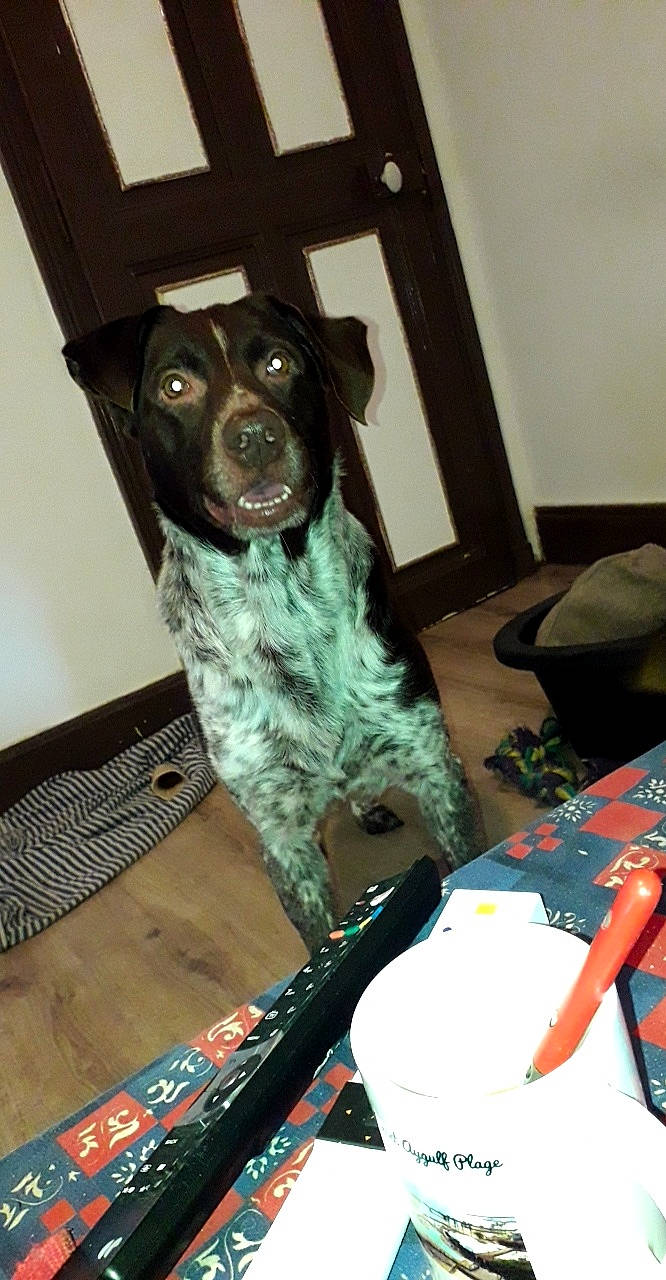 Maxou participe au concours pour gagner de l'argent avec cette photo : braque_dauvergne, canidae, carnivore, dog, dog_breed, german_shorthaired_pointer, large_munsterlander, pointer, small_munsterlander, sporting_group