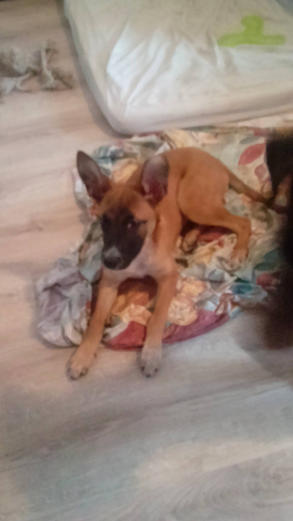 Perle a rejoint le concours — aidez-le/la à gagner de superbes lots ! belgian_shepherd_malinois, black_mouth_cur, boxer, canidae, carnivore, dog, dog_breed, fawn, german_shepherd_dog, mammal, snout, street_dog, vertebrate, working_dog