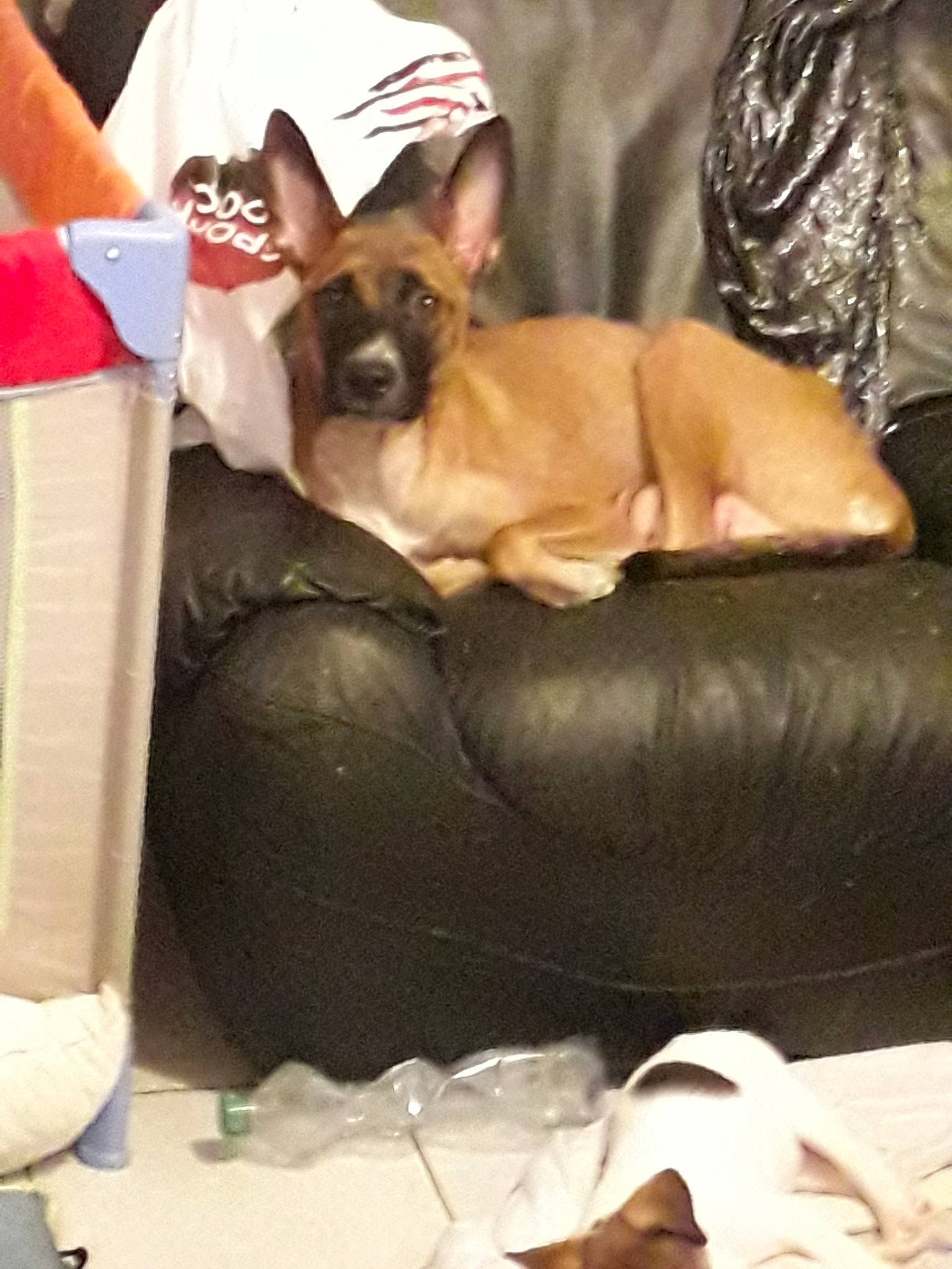 Perle participe au concours pour gagner de l'argent avec cette photo : canidae, carnivore, companion_dog, dog, dog_breed, ear, fawn, french_bulldog, mammal, non_sporting_group, snout