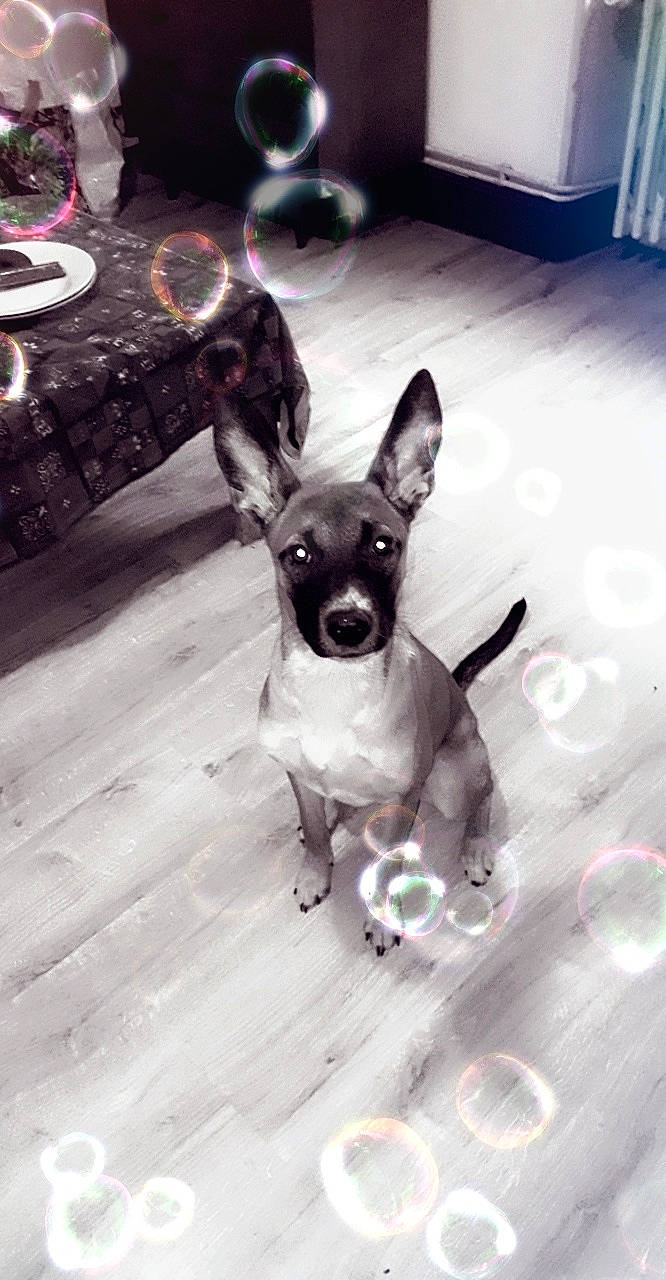 Perle a rejoint le concours — aidez-le/la à gagner de superbes lots ! canidae, carnivore, chihuahua, dog, dog_breed, english_toy_terrier, feist, fox_terrier, mammal, miniature_fox_terrier, rat_terrier, ratonero_bodeguero_andaluz, smooth_fox_terrier, snout, teddy_roosevelt_terrier, tenterfield_terrier, terrier, toy_dog, toy_fox_terrier, vertebrate