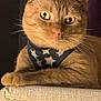 Cheeto joined the competition — help win amazing prizes! cat, ginger_cat, pet, indoor, feline, animal, harness, star_pattern, cat_tree, fur, whiskers, ears, eyes, paws, resting, cute, domestic_cat, closeup, portrait, mammal