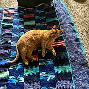Cheeto joined the competition — help win amazing prizes! cat, dog, blanket, crochet, carpet, indoor, pet, ginger_cat, black_dog, resting, curious, cozy, home, animal, furry, companion, relaxed, colorful, patterned, floor