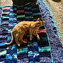 cat, dog, blanket, crochet, carpet, indoor, pet, ginger_cat, black_dog, resting, curious, cozy, home, animal, furry, companion, relaxed, colorful, patterned, floor