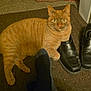 Cheeto joined the competition — help win amazing prizes! cat, orange_cat, tabby, shoe, black_shoe, sock, foot, mat, indoor, pet, feline, paw, resting, carpet, domestic, cozy, animal, cute, relaxed, household