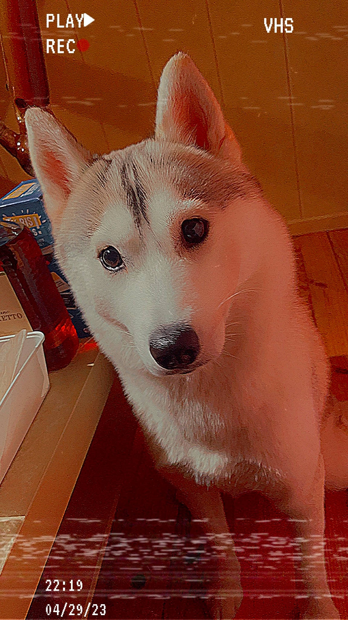 Laika a rejoint le concours — aidez-le/la à gagner de superbes lots ! canidae, canis, carnivore, companion_dog, dog, dog_breed, fang, fawn, flooring, fur, herding_dog, jaw, sled_dog, snout, spitz, sporting_group, whiskers, wolf, working_animal, working_dog