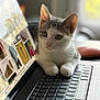 kitten, cat, laptop, keyboard, computer, indoor, curious, pet, technology, screen, shopping, knitting, sweater, cozy, window, natural_light, feline, animal, closeup, home