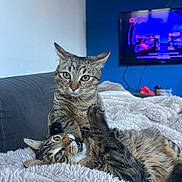 Smocky a rejoint le concours — aidez-le/la à gagner de superbes lots ! cat, tabby_cat, playing, pets, feline, fluffy_blanket, indoor, couch, living_room, two_cats, fur, whiskers, ears, eyes, mouth_open, paws, relaxing, cozy, blue_wall, television