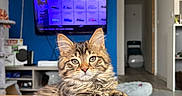 Smocky a rejoint le concours — aidez-le/la à gagner de superbes lots ! cat, kitten, tabby, indoor, living_room, furniture, television, blue_wall, wooden_ceiling, person, relaxing, fur, pet, home, cozy, curious, paw, floor, couch, electronics