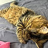 Smocky a rejoint le concours — aidez-le/la à gagner de superbes lots ! cat, tabby, pet, animal, sleeping, paw, fur, cozy, blanket, gray, pink, resting, cute, domestic, feline, whiskers, ears, indoor, soft, relaxed