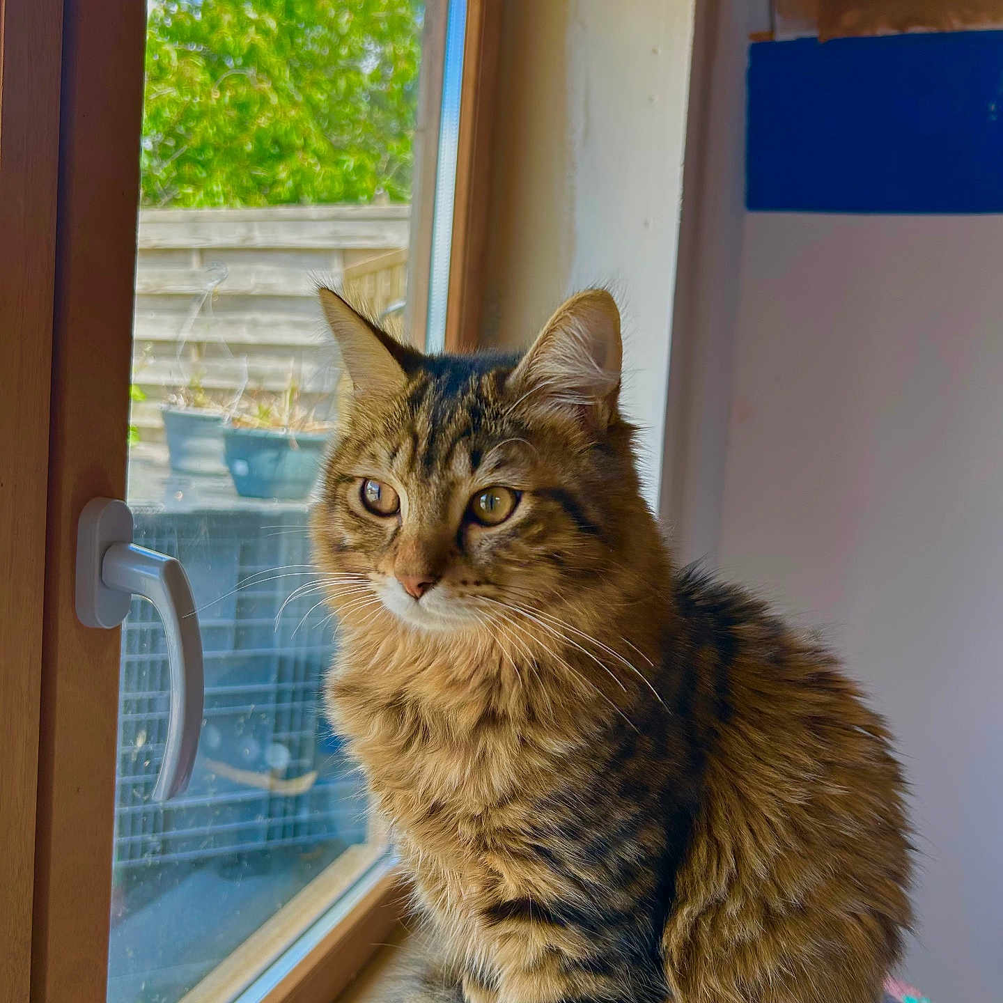 Smocky participe au concours pour gagner de l'argent avec cette photo : cat, tabby, window, indoor, pet, feline, fur, animal, looking_outside, natural_light, cozy, perch, domestic_animal, whiskers, ears, eyes, wooden_frame, greenery, daylight, peaceful