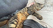 Mila a rejoint le concours — aidez-le/la à gagner de superbes lots ! cat, tabby_cat, sleeping, couch, blanket, cozy, pet, feline, resting, indoor, relaxation, striped, paw, fur, comfort, home, animal, nap, hand, soft