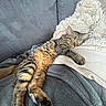 cat, tabby_cat, sleeping, couch, blanket, cozy, pet, feline, resting, indoor, relaxation, striped, paw, fur, comfort, home, animal, nap, hand, soft