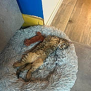 Mila participe au concours pour gagner de l'argent avec cette photo : cat, tabby, fluffy_bed, toy, indoor, floor, wood_floor, tile_floor, blue_wall, white_wall, pet, relaxed, sleeping_position, cozy, furniture, corner, domestic, cute, animal, resting