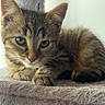 kitten, cat, tabby, feline, pet, animal, cute, resting, soft, fur, whiskers, ears, paws, indoor, closeup, young, sleepy, cozy, perch, fuzzy