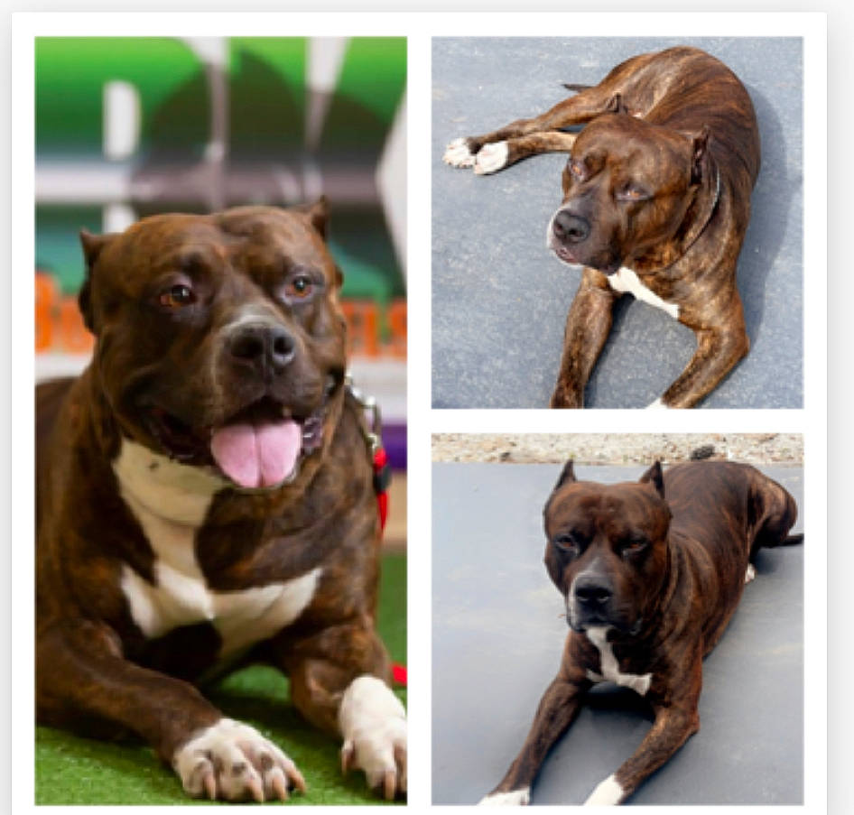 Boomer is registered to the contest to win money with this photo: ancient_dog_breeds, canidae, carnivore, collar, companion_dog, dog, dog_breed, dog_collar, fashion_accessory, fawn, fur, liver, molosser, pet_supply, snout, sporting_group, terrestrial_animal, working_animal, working_dog, wrinkle