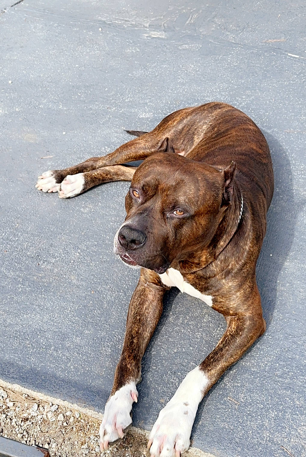 Boomer joined the competition — help win amazing prizes! asphalt, canidae, carnivore, claw, companion_dog, dog, dog_breed, fawn, foot, fur, liver, road_surface, snout, sporting_group, tail, terrestrial_animal, wildlife, wood, working_animal, wrinkle