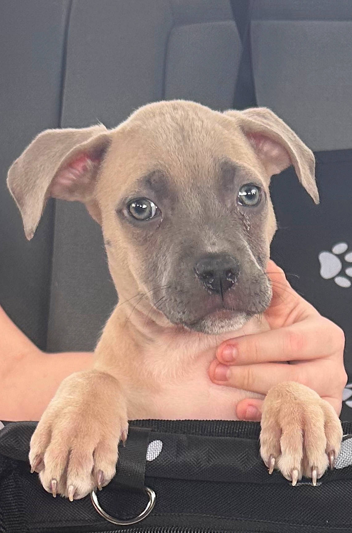 Haven is registered to the contest to win money with this photo: canidae, carnivore, collar, companion_dog, dog, dog_breed, dog_collar, dog_supply, fawn, fur, non_sporting_group, pet_supply, snout, sporting_group, terrestrial_animal, toy_dog, whiskers, working_animal, wrinkle