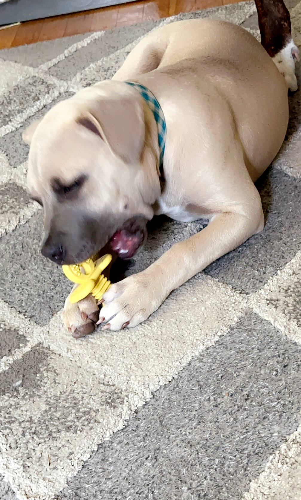 Haven is registered to the contest to win money with this photo: canidae, carnivore, collar, comfort, companion_dog, dog, dog_breed, dog_collar, dog_supply, fawn, flooring, foot, non_sporting_group, paw, pet_supply, road_surface, snout, sporting_group, tail, working_animal