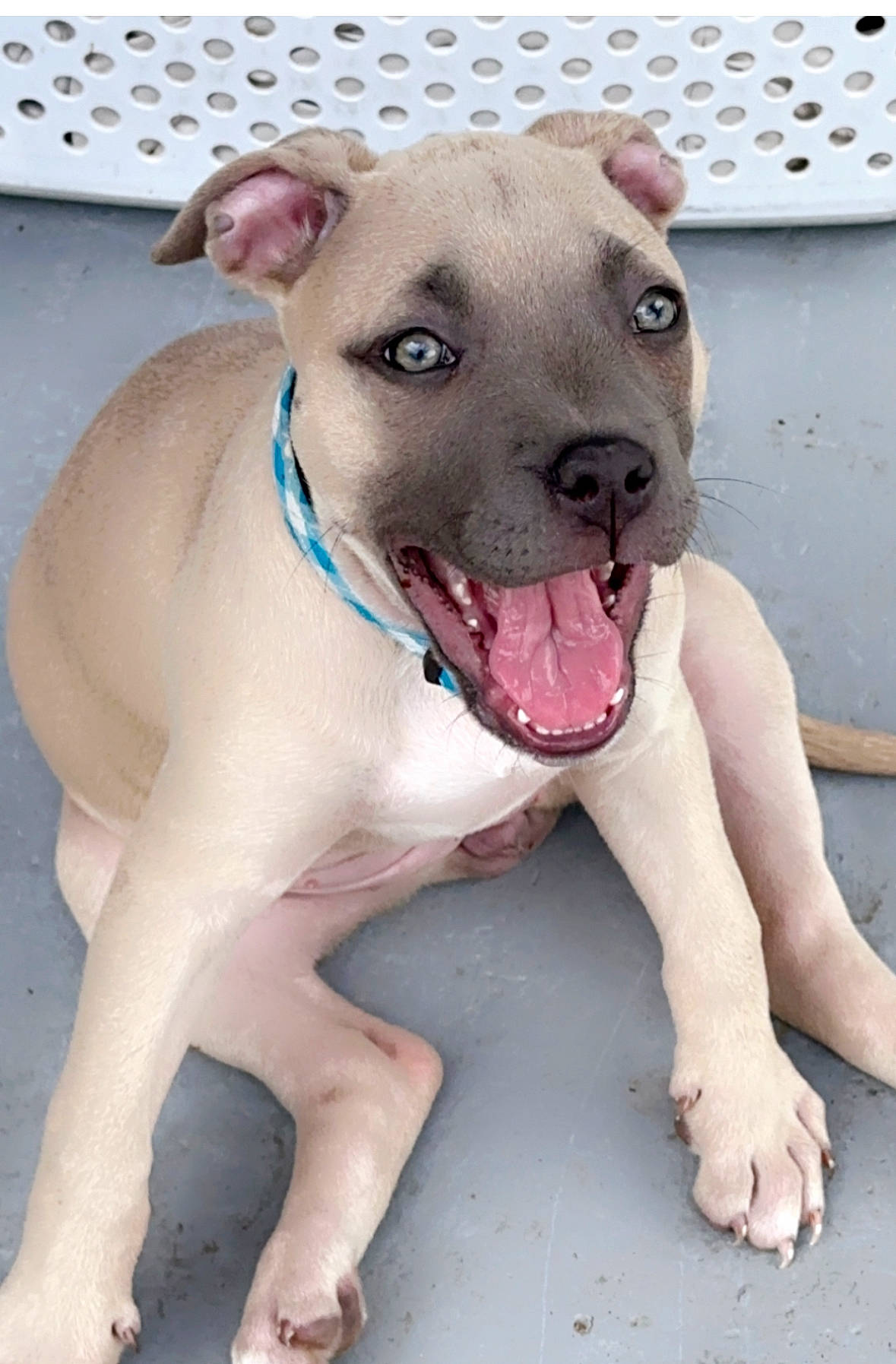 Haven is registered to the contest to win money with this photo: canidae, carnivore, collar, companion_dog, dog, dog_breed, dog_collar, dog_supply, fawn, foot, non_sporting_group, paw, pet_supply, snout, sporting_group, terrestrial_animal, whiskers, working_animal, working_dog, wrinkle