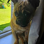 Teddy is registered to the contest to win money with this photo: dog, small_dog, windowsill, curtain, ears, outdoor_view, greenery, sunlight, pet, animal, fence, house, window, closeup, looking, paws, domestic_animal, companion, cute, curious
