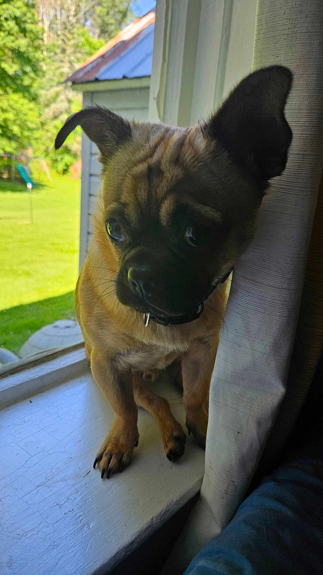 Teddy is registered to the contest to win money with this photo: dog, small_dog, windowsill, curtain, ears, outdoor_view, greenery, sunlight, pet, animal, fence, house, window, closeup, looking, paws, domestic_animal, companion, cute, curious