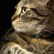 Junior a rejoint le concours — aidez-le/la à gagner de superbes lots ! abyssinian, animal, cat, couch, egyptiancat, electronics, furniture, hardware, kitten, manx, pet