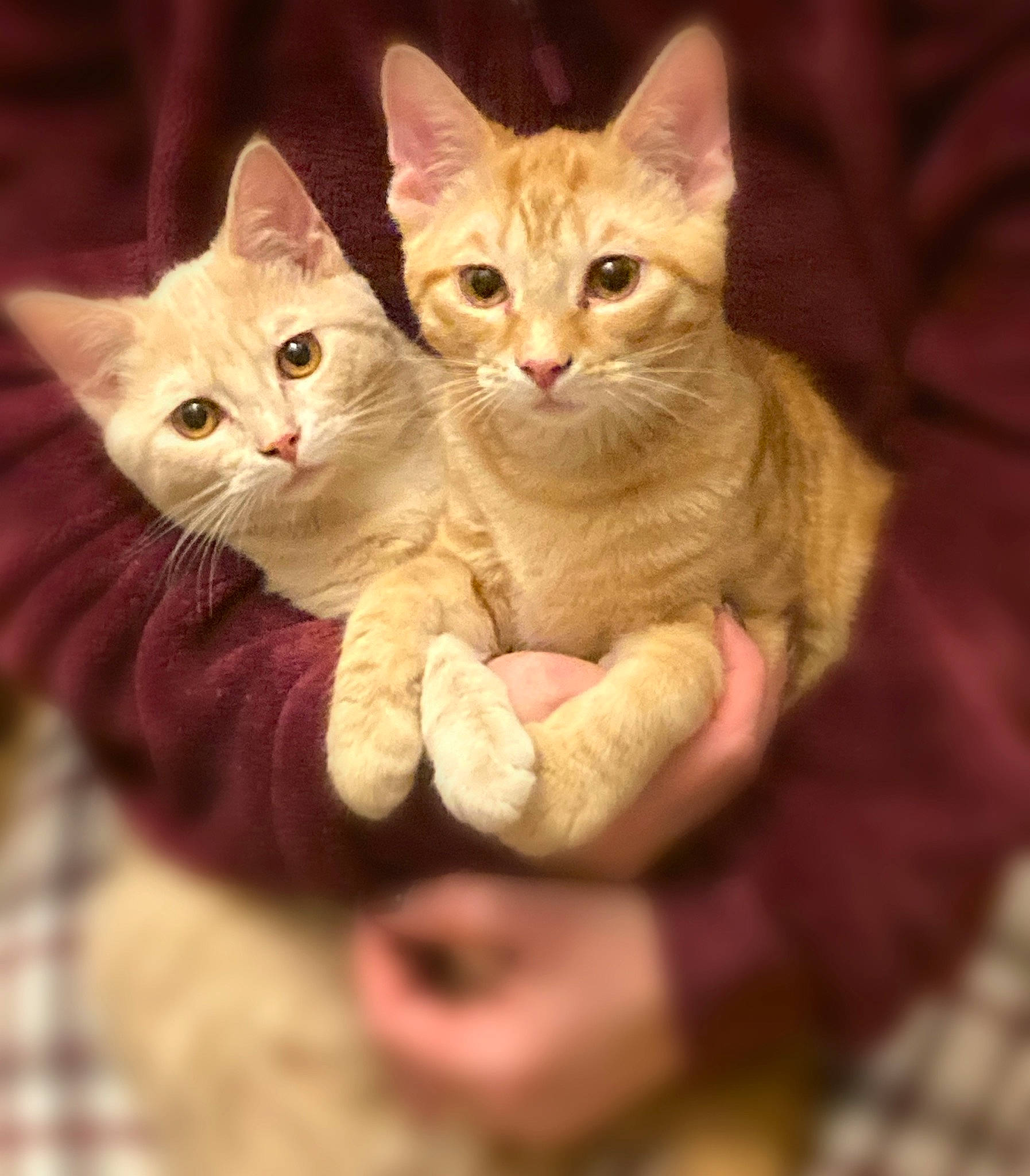 Goldie is registered to the contest to win money with this photo: carnivore, cat, cat_furniture, cat_toy, claw, domestic_short_haired_cat, fawn, felidae, foot, fur, gesture, paw, photo_caption, sitting, small_to_medium_sized_cats, snout, tail, whiskers, wood