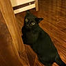 black_cat, cat, feline, pet, animal, golden_eyes, glowing_eyes, sitting, lying_down, indoor, wooden_floor, table, furniture, home, room, curious, alert, portrait, warm_lighting, photography