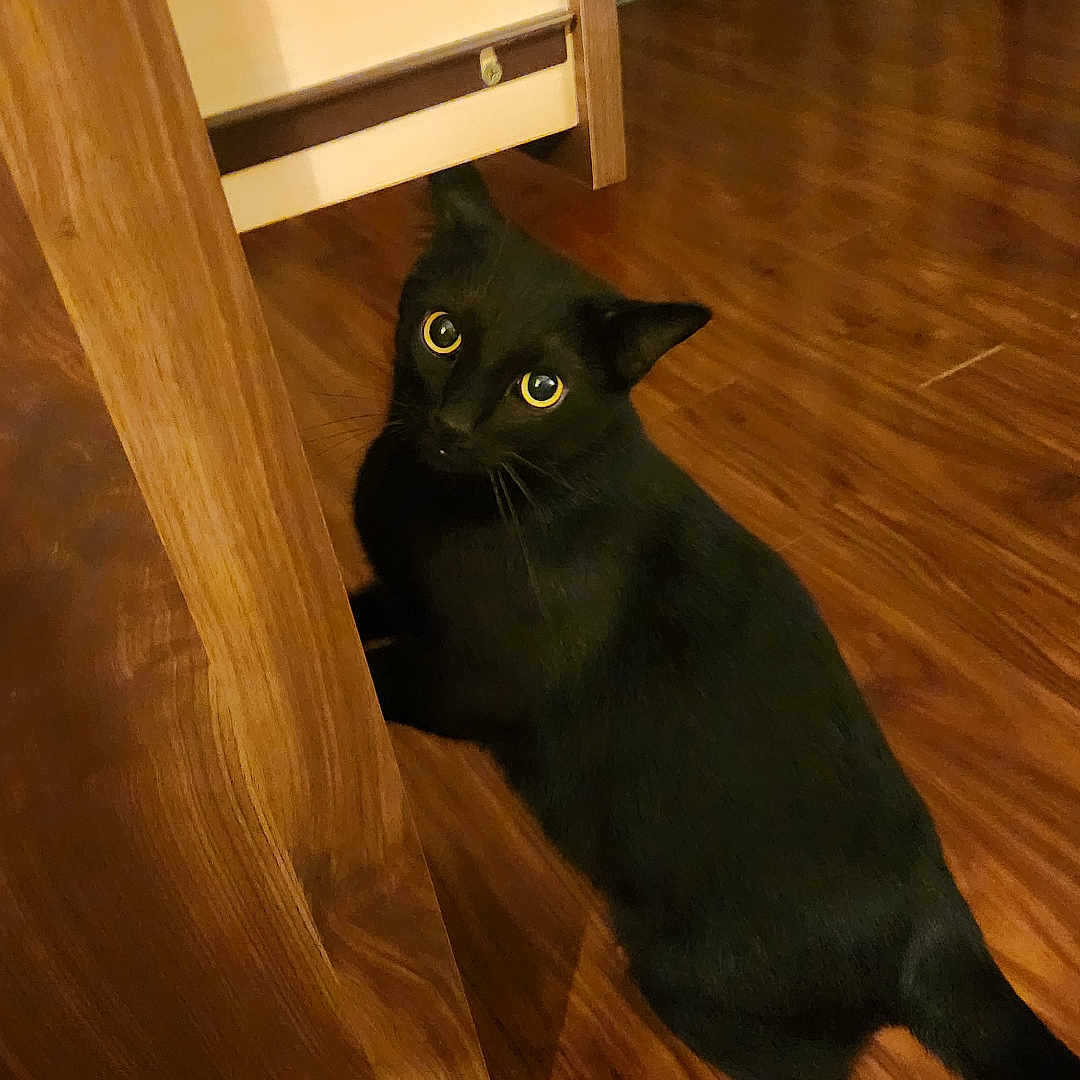 Yoshi joined the competition — help win amazing prizes! black_cat, cat, feline, pet, animal, golden_eyes, glowing_eyes, sitting, lying_down, indoor, wooden_floor, table, furniture, home, room, curious, alert, portrait, warm_lighting, photography