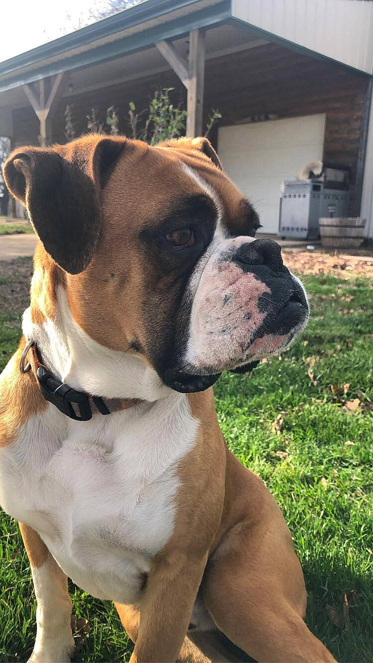 Jaxx joined the competition — help win amazing prizes! ancient_dog_breeds, boxer, bulldog, canidae, carnivore, collar, companion_dog, dog, dog_breed, dog_collar, fawn, grass, molosser, plant, snout, sporting_group, terrestrial_animal, whiskers, working_animal, working_dog