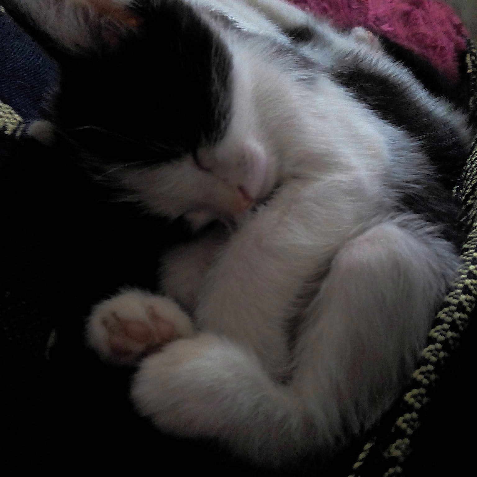 Georgette